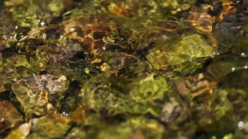Mountain Stream In The Forest