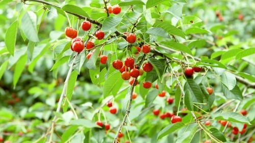 Cherry Tree Full Of Red Cherries