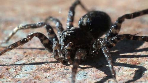 L'araignée brune bouge ses jambes