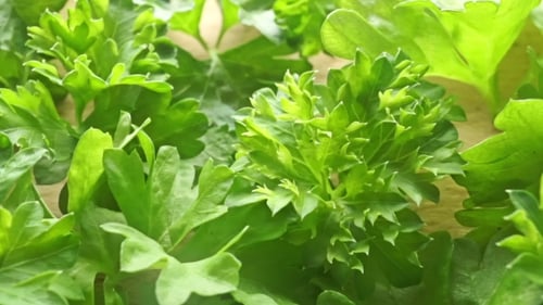 Green Parsley Leaves