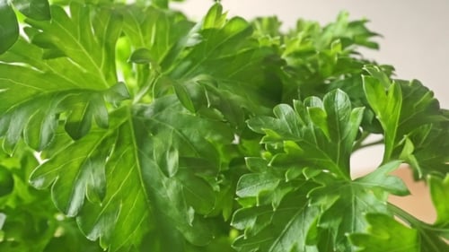 Fresh Parsley