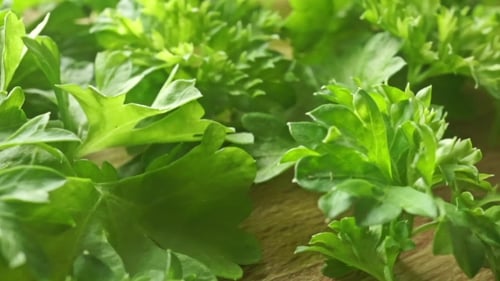 Fresh Green Parsley Leaves Dolly Shot