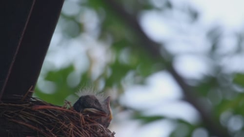 Two Baby Birds in Nest, Close Up Shot
