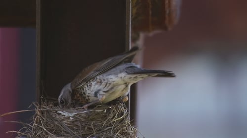 Bird Nesting in Small Outdoor Nest