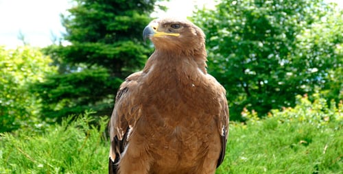 Eagle