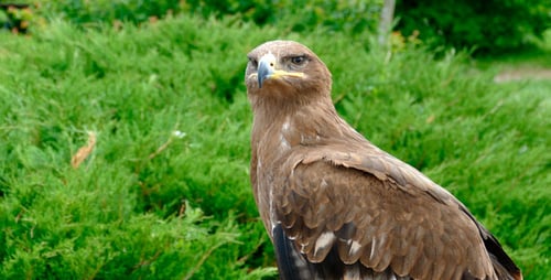Bird Eagle