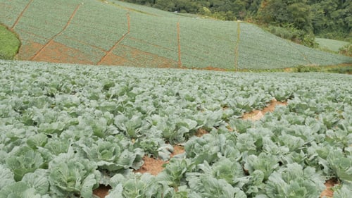 Cabbage Farm