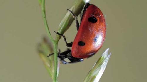 Ladybug Resting on Blade of Green Grass