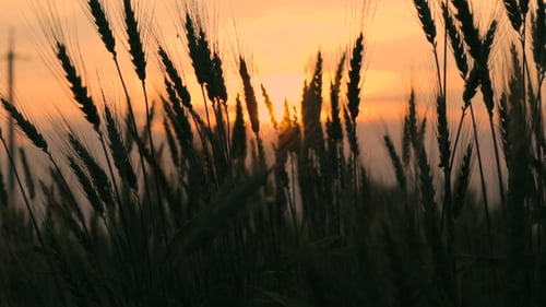 Weizenähren auf Sonnenuntergang-Hintergrund
