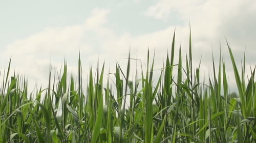 Grüne Seggen, Schilf und Gras wiegen sich im Wind