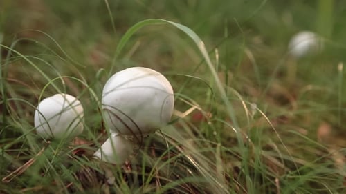 Mushroom On a Sunny Meadow