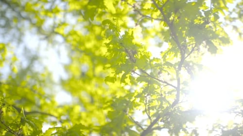 Sun Shines Through Green Leaves