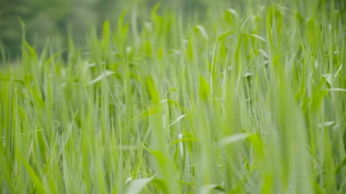 Grüne Seggen, Schilf und Gras wiegen sich im Wind