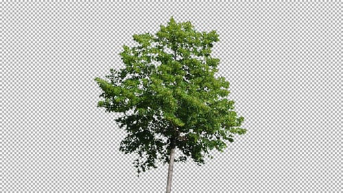 Real Tree Isolated On The Wind 60