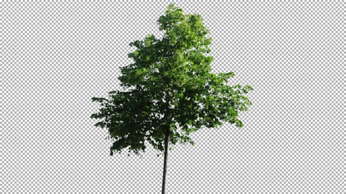 Real Tree Isolated On The Wind 59