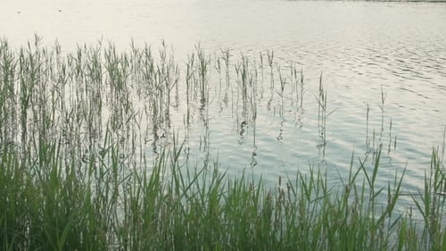 Green Sedges, Reeds And Grass Swaying In The Wind