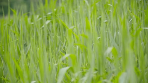 Green Sedges, Reeds And Grass Swaying In The Wind
