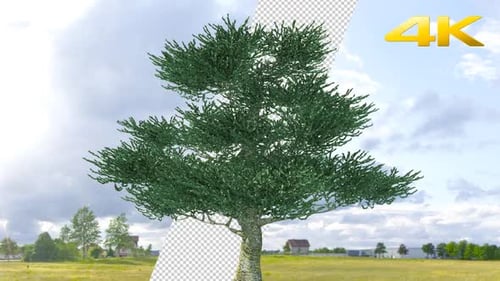 Oak Tree 4K