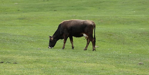 Cow Grazing on a Green Meadow