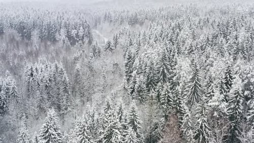 Aerial Beautiful Frozen Forest with Snow Covered Spruce and Pine Trees