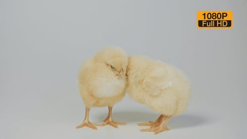 Two Fluffy Yellow Chicks Standing Side-by-Side