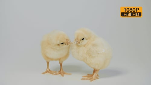 Two Adorable Yellow Baby Chicks Standing Together