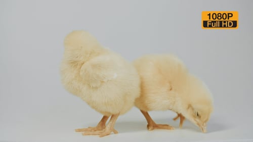 Two Cute Baby Chicks Stand Together