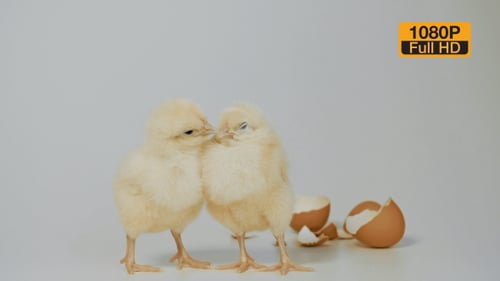 Two Adorable Baby Chicks Together near Eggshell