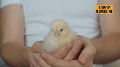 Fluffy Yellow Chick Held in Gentle Hands