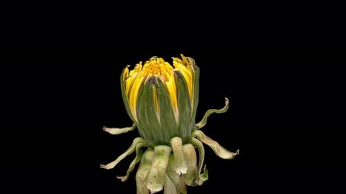 Zeitraffer von Blumen-Löwenzahn auf Schwarz