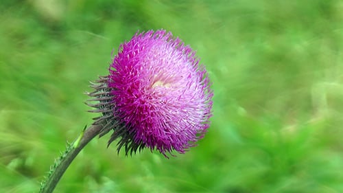 Thistle Flower On a Stalk