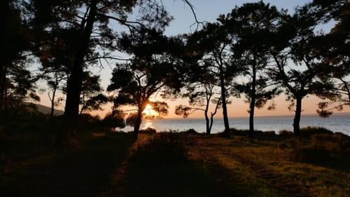 View At The Sunset And Sea Coast Through The Pine Forest.