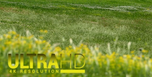 Green Grassy Meadow with Wildflowers on Sunny Day