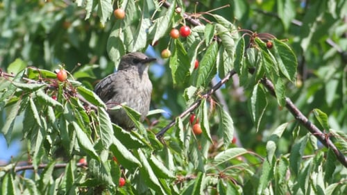 Gemeine Amsel isst Kirschen