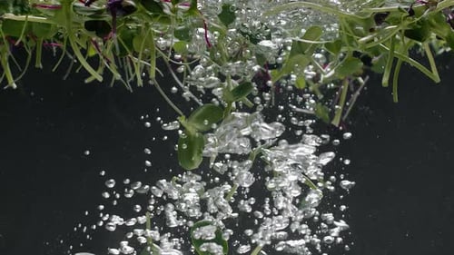 Micro Greens and Sprouts Dropping into Water