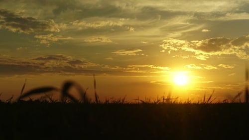 Beautiful Summer Sunset