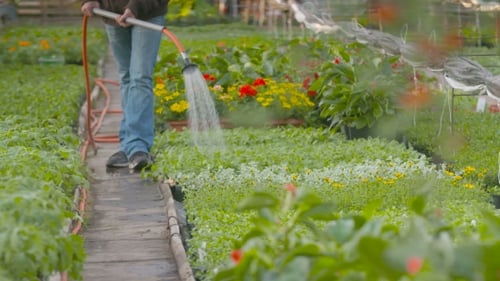 Farmer Spraying Water On Plants In Greenhouse