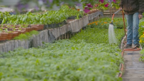 Farmer Spraying Water On Plants In Greenhouse