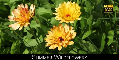 Sommer-Wildblumen