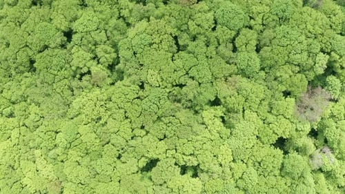 Green Forest 06