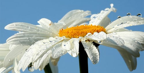 Camomile Flower With Dew