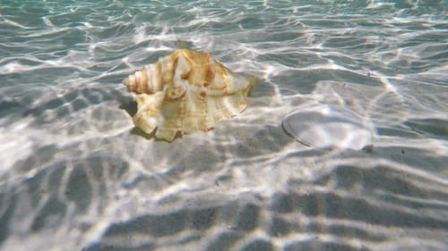 Seashell on the Ocean Floor Underwater