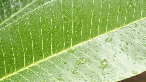Grünes Blatt