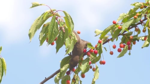 Gemeine Amsel isst Kirschen