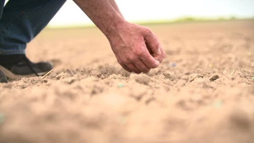 Adult Hands Planting Seeds in Farm Soil