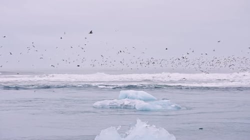 Des mouettes survolant la glace de Diamond Beach Islande