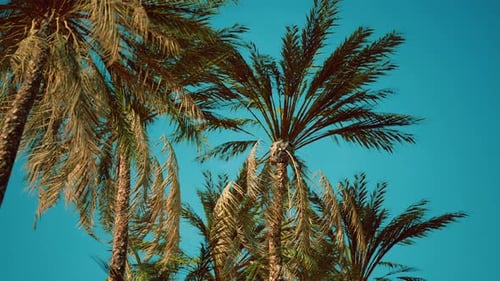 View of the Palm Trees Passing By Under Blue Skies