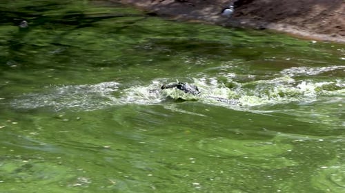 Crocodiles fighting with each other - Animal aggression