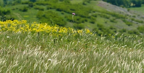 Grassy Field with Wildflowers in Rural Landscape