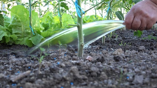 Watering Tomato Plants and Lettuce in Garden